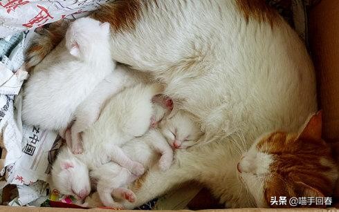 猫难产怎么挽救,猫难产是什么原因造成的