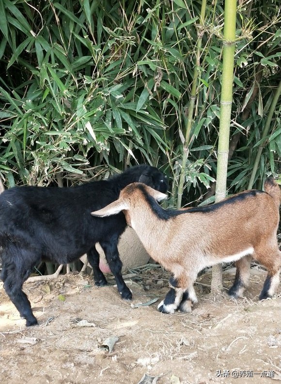 养羊创业代养模式,在农村养羊如何年入百万