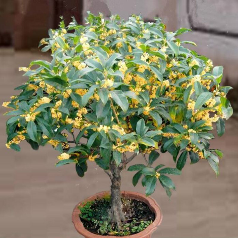 农村后院适合种啥树,家里种哪五种树可以旺家多子多福