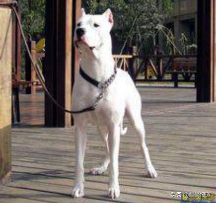 金毛禁养犬名单曲靖,曲靖麒麟区城区养犬标准规定