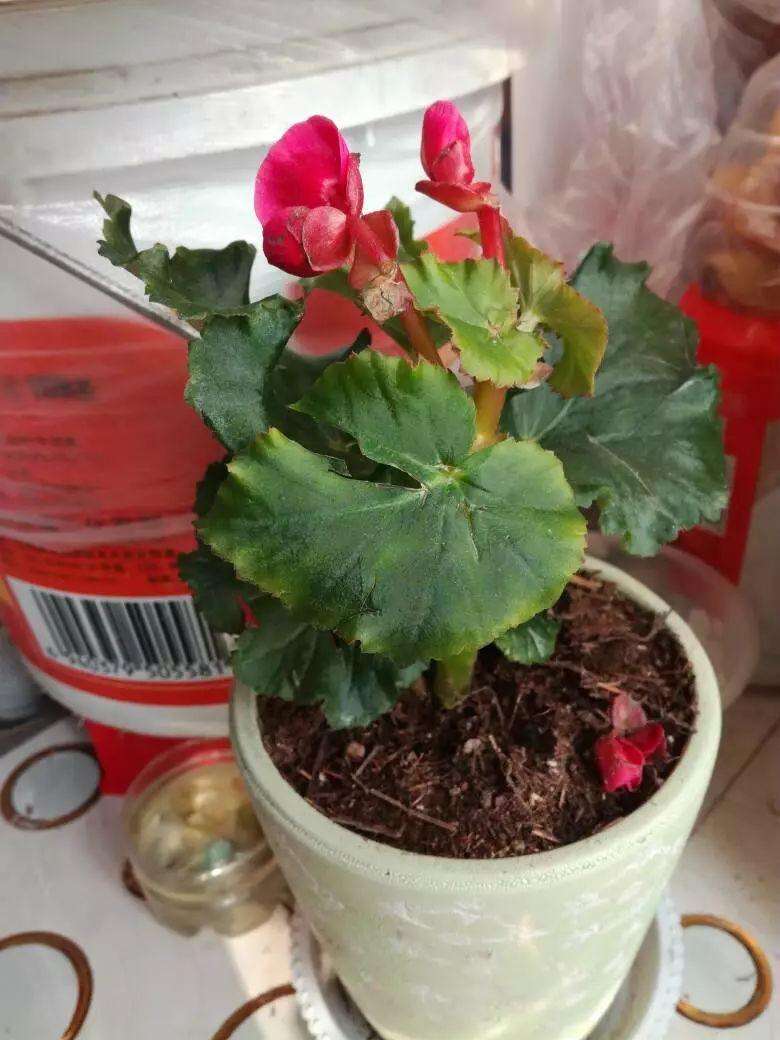 丽格海棠花谢了怎么剪掉不发黑,丽格海棠花后不发新枝怎么办