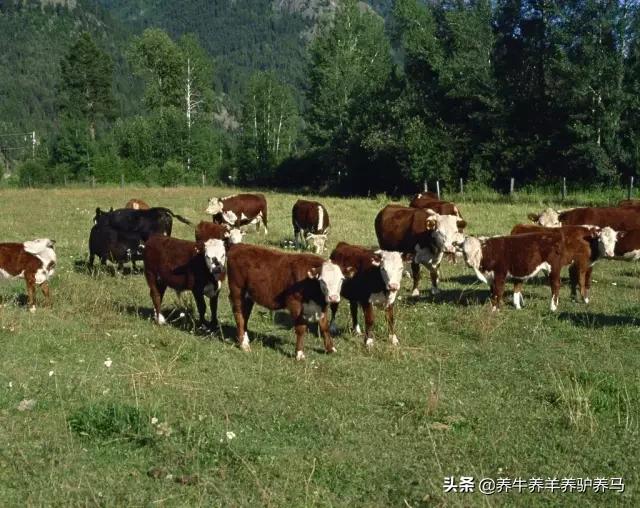 适合生产雪花牛肉的中国牛品种,夏洛莱和黑白花牛杂交是啥品种