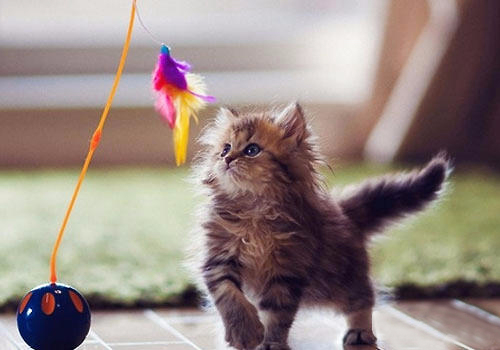 猫中暑怎么预防,猫中暑怎么缓解