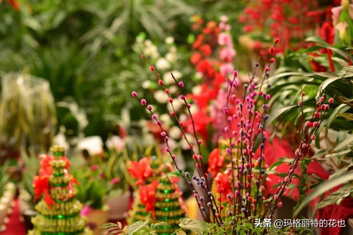 过年买点花,过年了买点什么花草