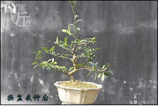 大树型金豆盆景怎么造型,金豆无根老桩栽培技巧