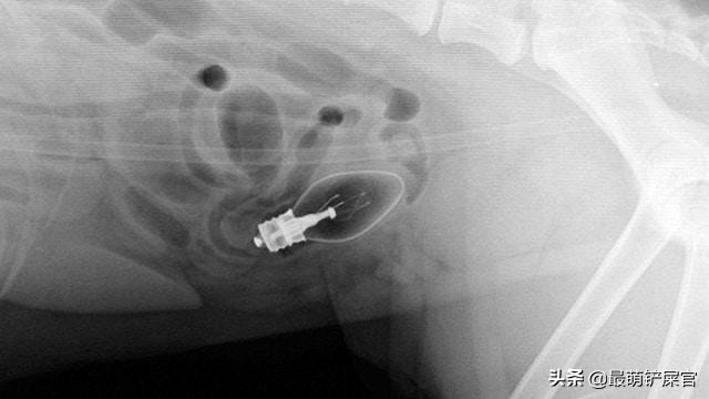 宠物医生x光片危害,医生用的x光