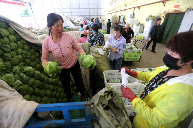 又到蔬菜开花结果的季节,又到蔬菜收获季