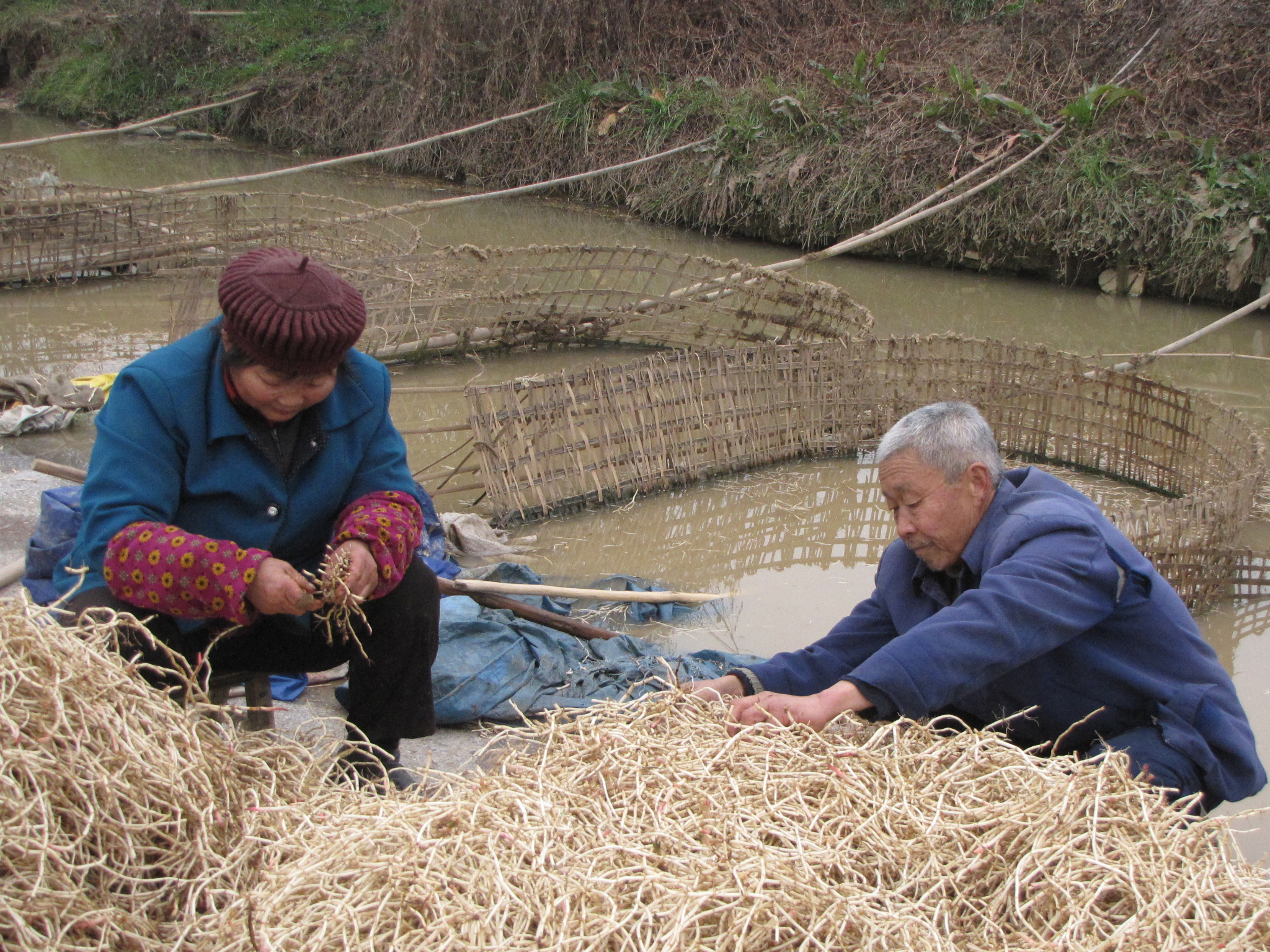 鱼腥草无公害丰产栽培技术,鱼腥草栽培