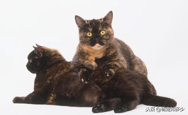 英短虎斑猫和银渐层的区别,英短蓝猫跟银渐层生出了虎斑猫