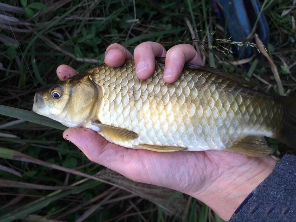 钓鱼钓不到是饵的问题吗,钓鱼饵料如何选择秘制饵料