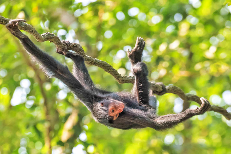 玩转广州长隆野生动物世界之行,广州长隆动物世界游玩攻略图