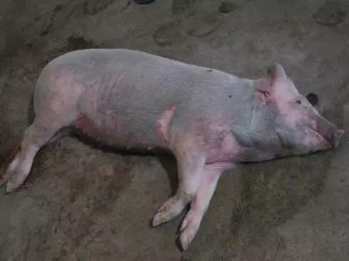 来看下猪皮肤发红的病因和治疗方案