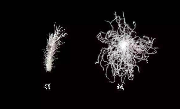 羽绒服男款爆款180斤,搜索男士今年最新款的羽绒服