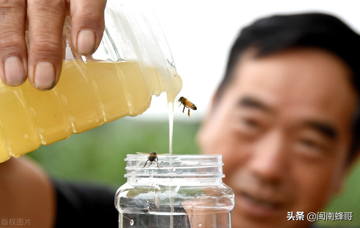 养蜂怎么引蜜蜂,怎么养蜂才能快速繁殖蜜蜂