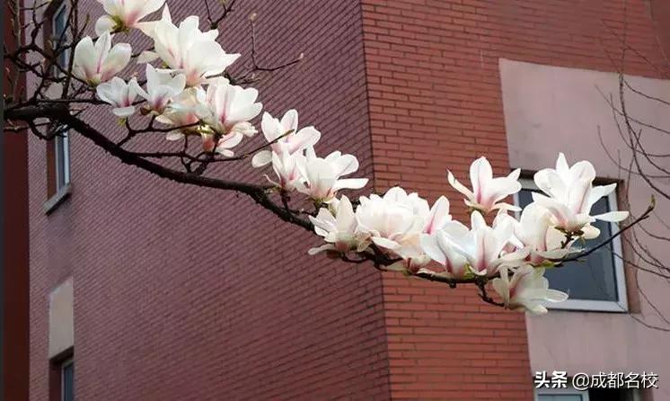 从树德博瑞到清华大学,家长认定成都这所“校风干净”的私立学校