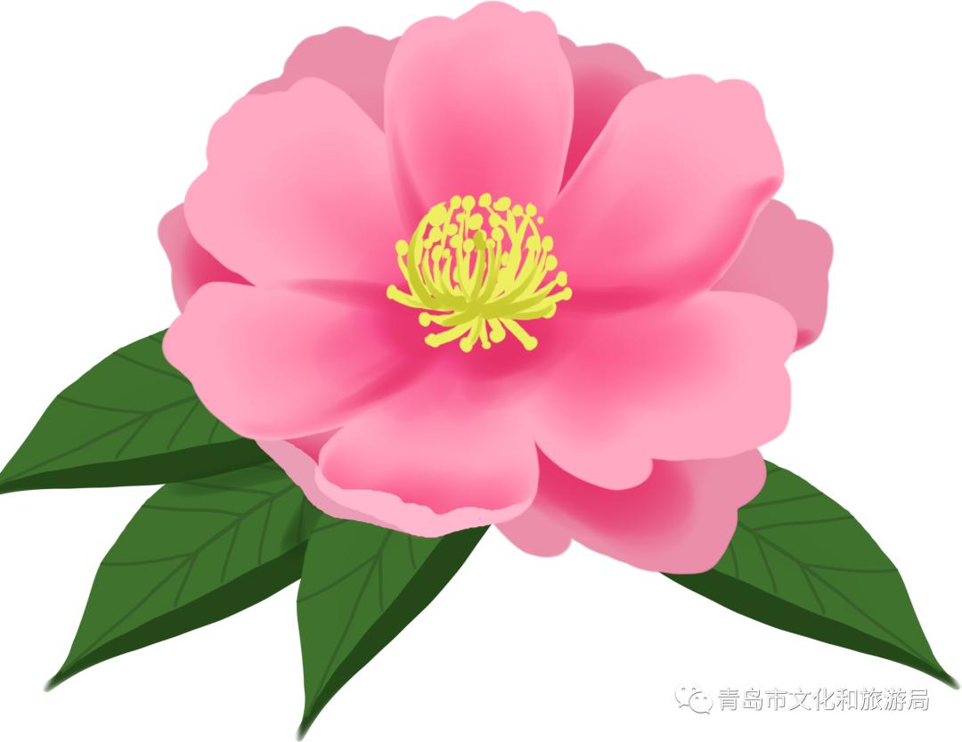 识花赏花学知识,赏花识花学知识