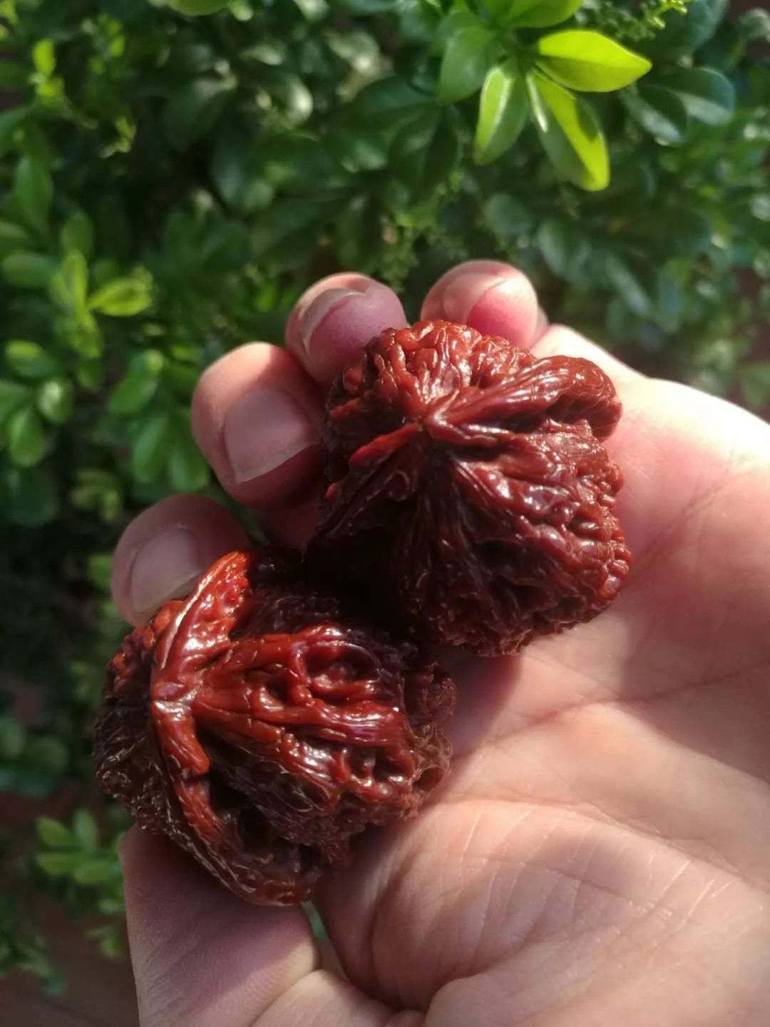 玉化核桃还需要盘吗,玉化核桃怎么盘