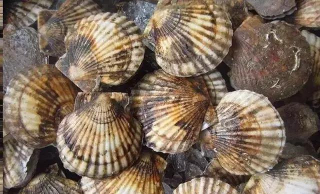 汕尾人吃海鲜,原来海边人是这样吃海螺的