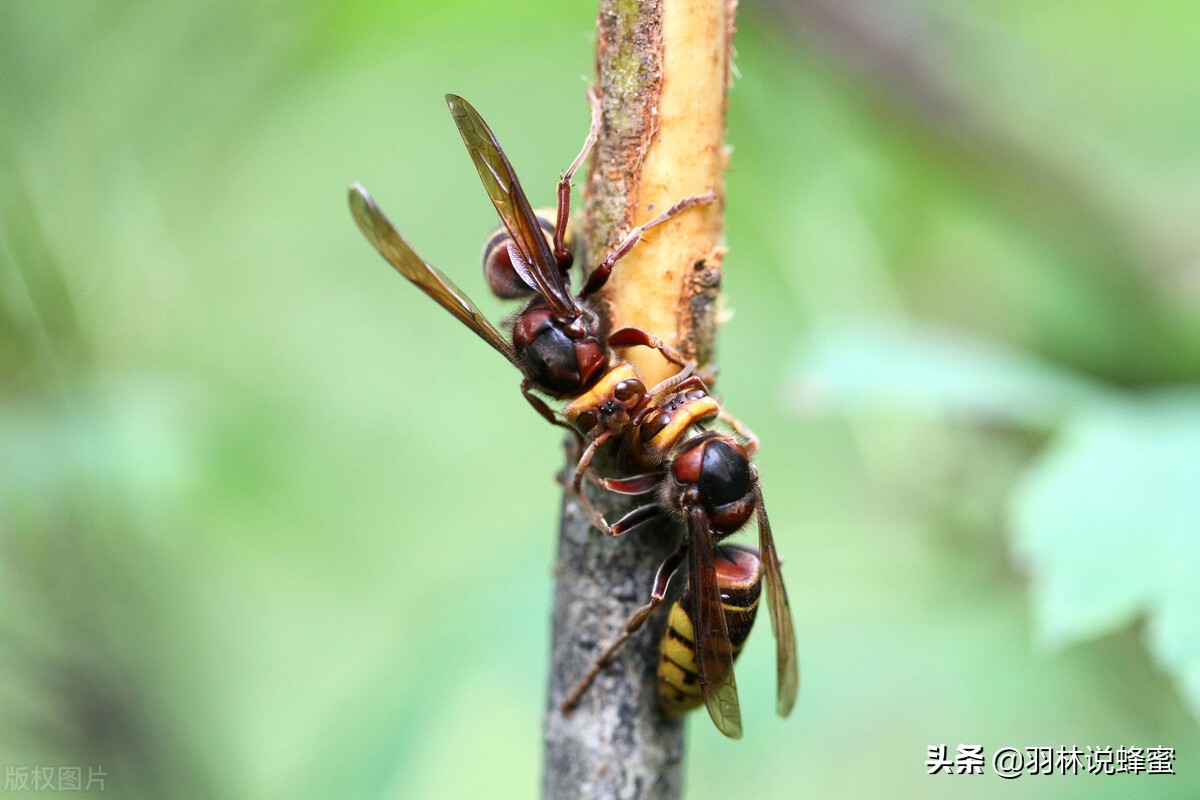 被蜜蜂蜇伤正确的处理方法,被蜜蜂蜇伤怎么正确处理