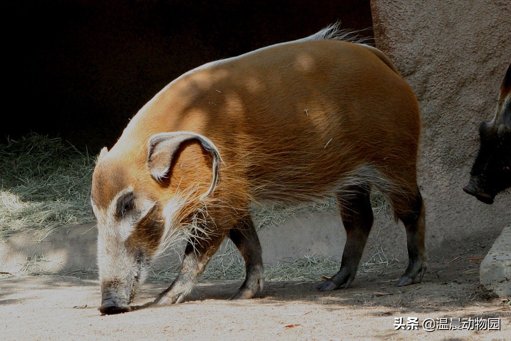 一猪二熊三老虎是怎么来的,为什么说一猪二熊三老虎