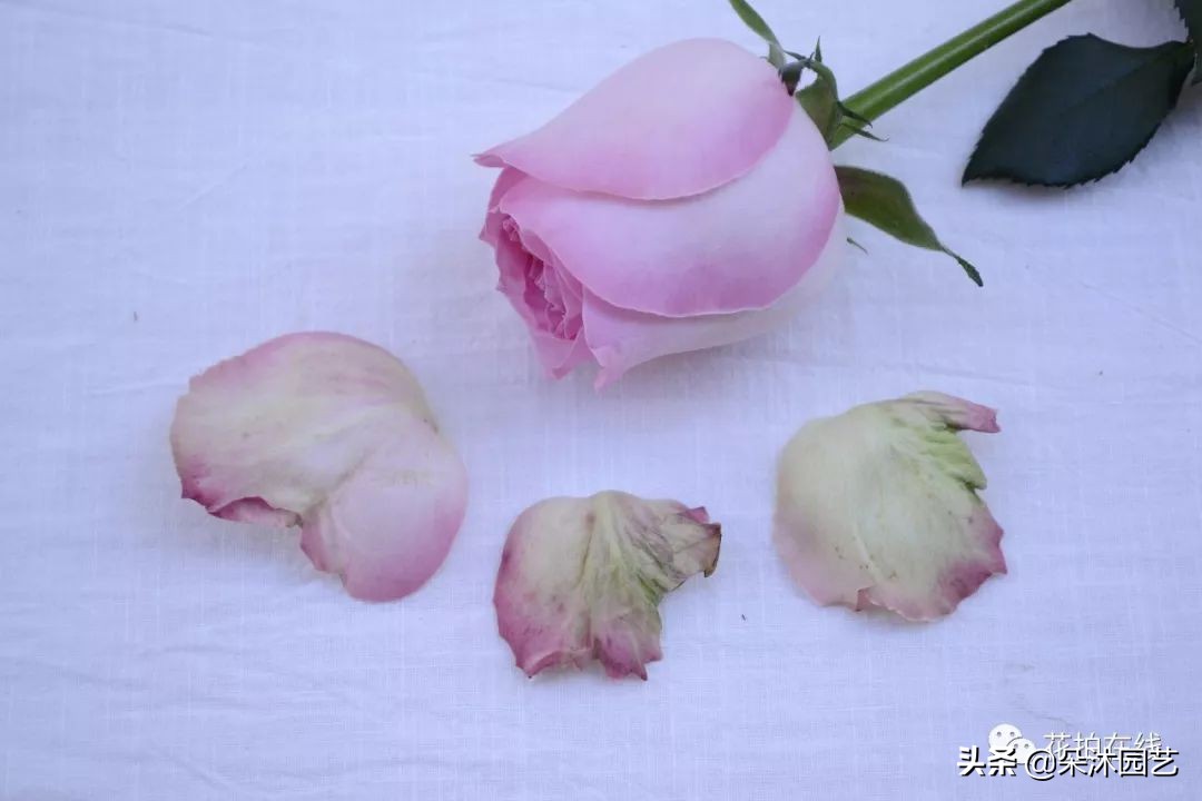 科普|别再吐槽啦，玫瑰不“新鲜”才是正常的！那叫保护瓣儿~