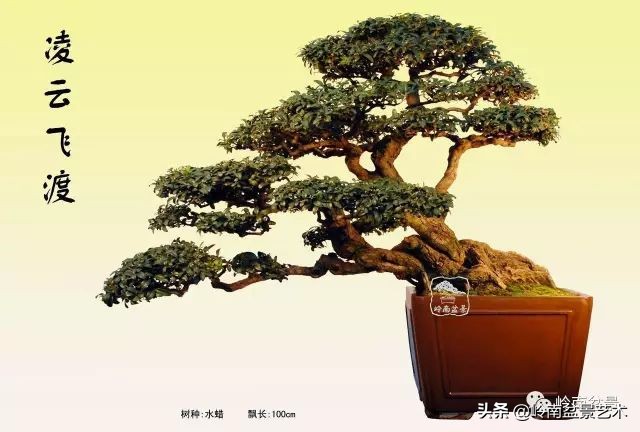 文人杂木盆景精品欣赏,可以做盆景的杂木图片大全