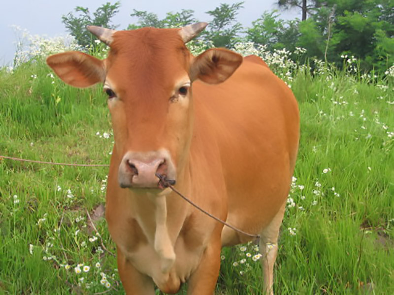 彭美竹评十佳农民,湖南临武县彭美竹养牛老板