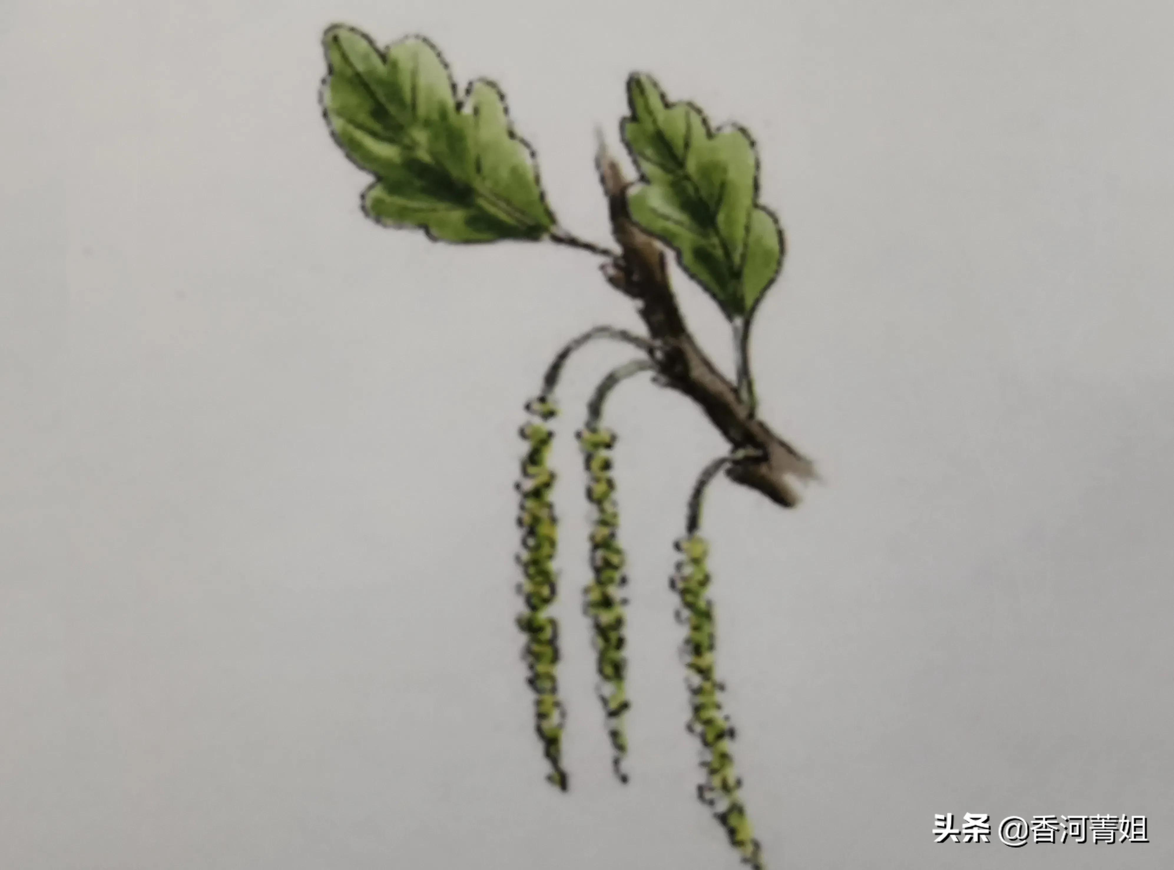 美国白橡木地板,美国白橡木和白蜡木的区别