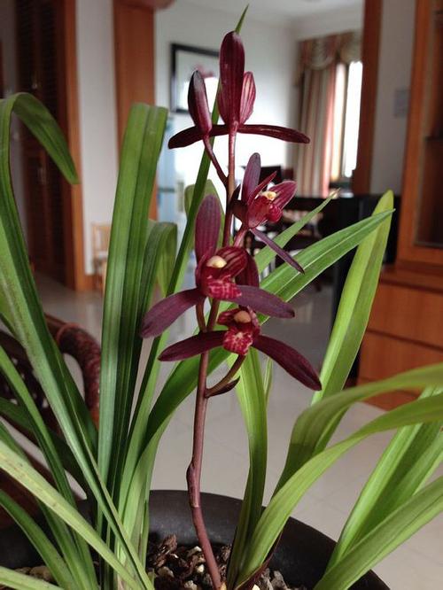 建兰栽培方法及注意事项,建兰的栽培管理技术