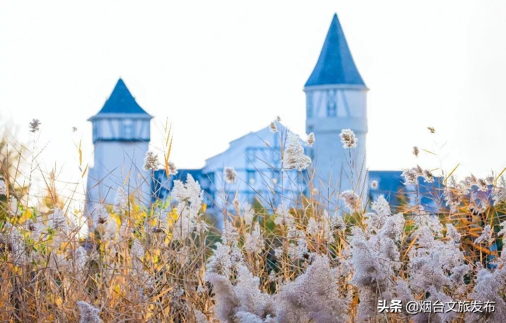 张裕卡斯特酒庄摘葡萄,张裕卡斯特酒庄750毫升定制