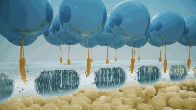 bbc珍珠面霜 (bbc沙棘面霜)