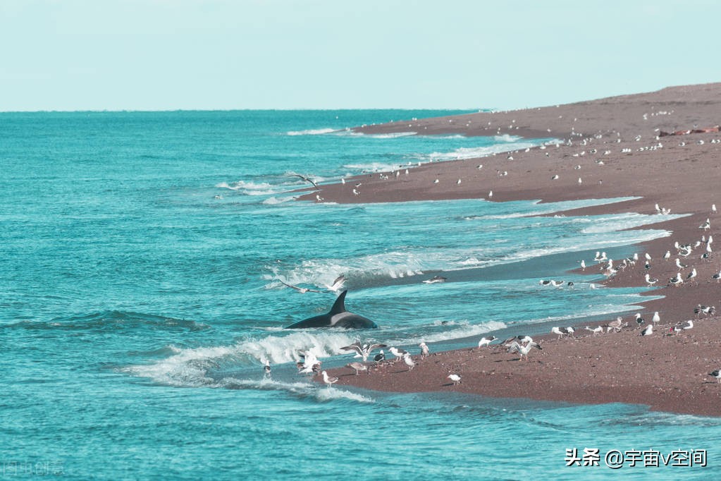 日本不爱吃鲸鱼，为何却将捕杀鲸鱼作为传统文化？