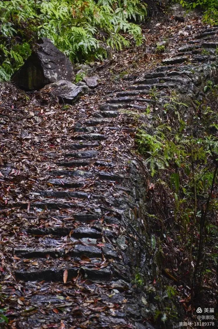 泰顺葛洋陶氏三兄弟修建的三条古道，等你来打卡～
