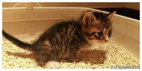 为什么你的猫不会咬你,为什么你的猫不喜欢叫