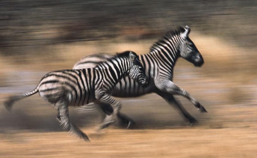 斑马斑马你不要睡着啦什么意思,斑马斑马你不要睡着啦是什么意思