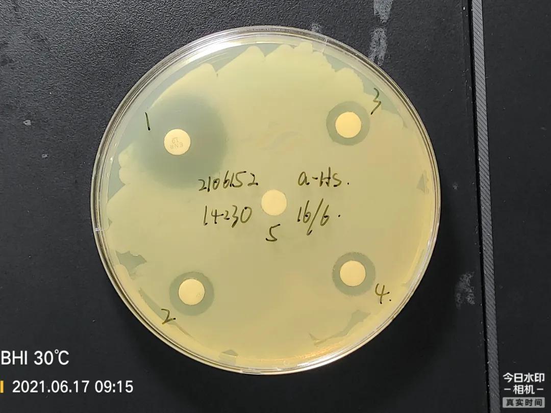 鱼得了肠炎还能活多久,生鱼烂身治疗