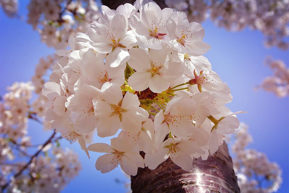 染井吉野跟一般的早樱有什么区别,染井吉野樱是常绿还是落叶