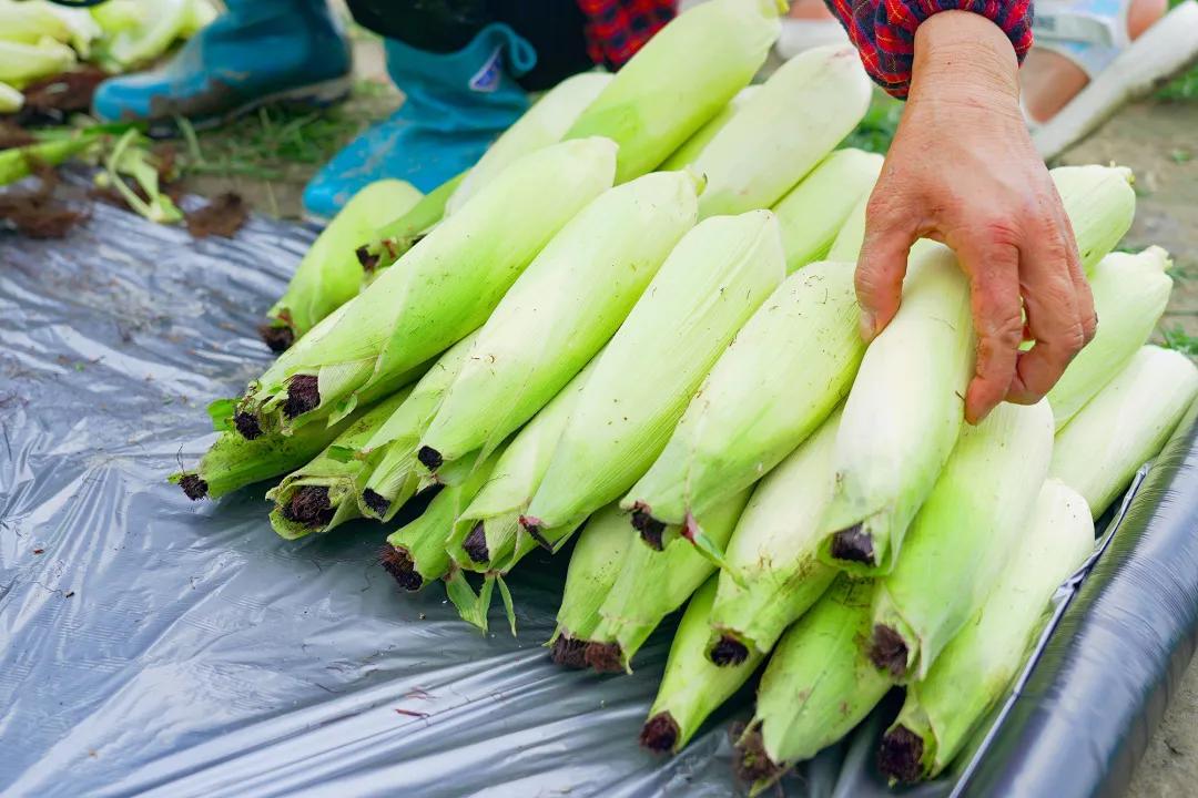 甜玉米新货上市,超级甜糯玉米新品种