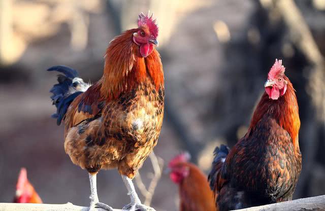 为什么大蜈蚣毒不死大公鸡,大公鸡为什么吃了蜈蚣就要啄人