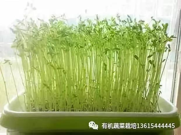 室内种芽苗菜图片,在家可以种的芽苗菜