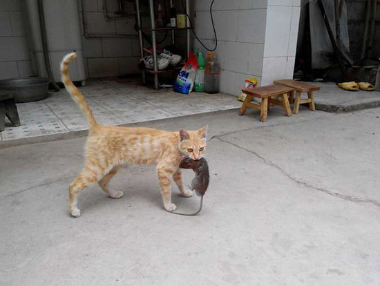 为什么现在生活中家猫都不抓耗子了？教你几招马上变小猛虎！