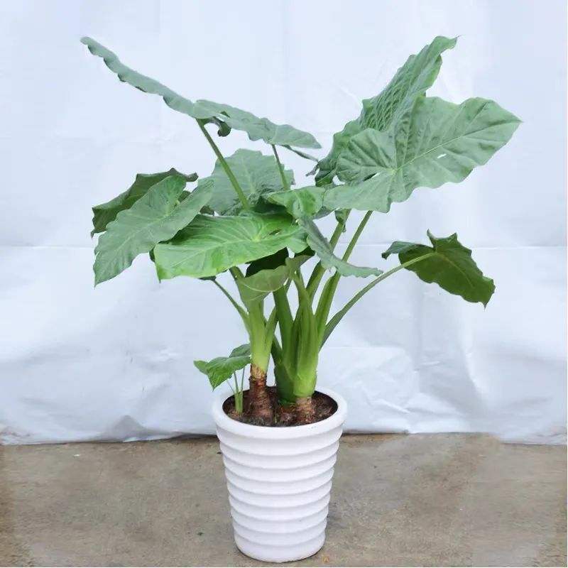 滴水观音是不是有毒的植物,滴水观音有毒为啥还有人养