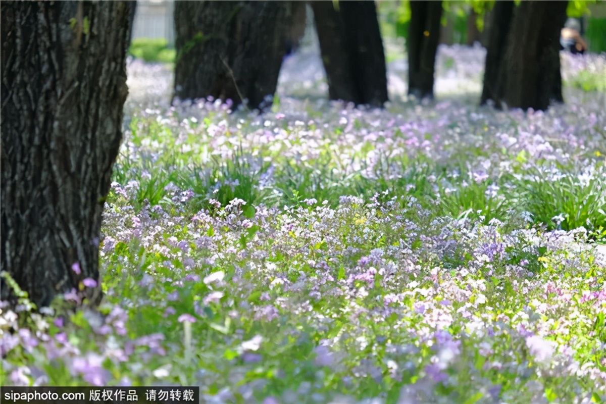 紫色花海好看的地方,北京冷门小众公园藏着粉黛花海