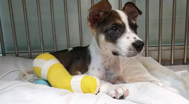 肥大性肌营养不良的症状表现,肥大性肌营养不良怎么办