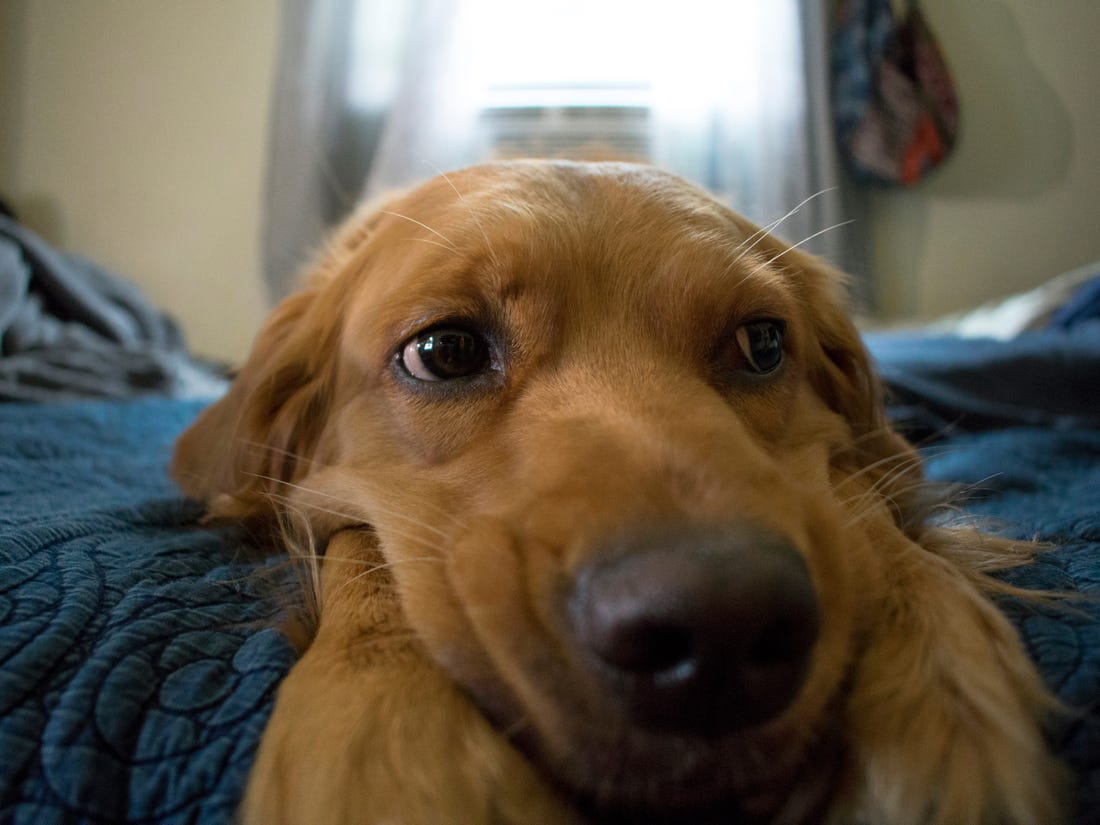 如果狗狗去世了该怎么安慰孩子,怎么正确看待狗狗的意外离世