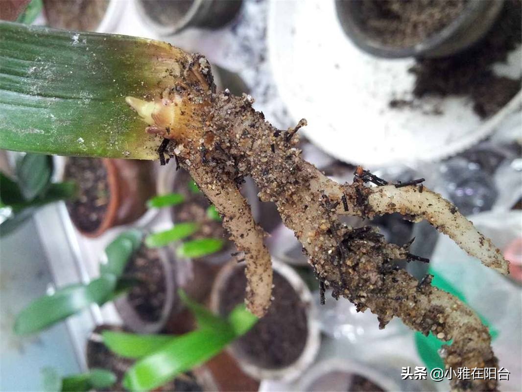 君子兰从叶片之间长出小苗怎么办,君子兰如何能长出小株幼苗