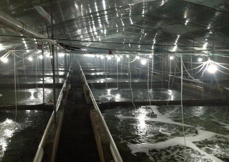 大菱鲆五种常见病图片,大菱鲆养殖常见病害