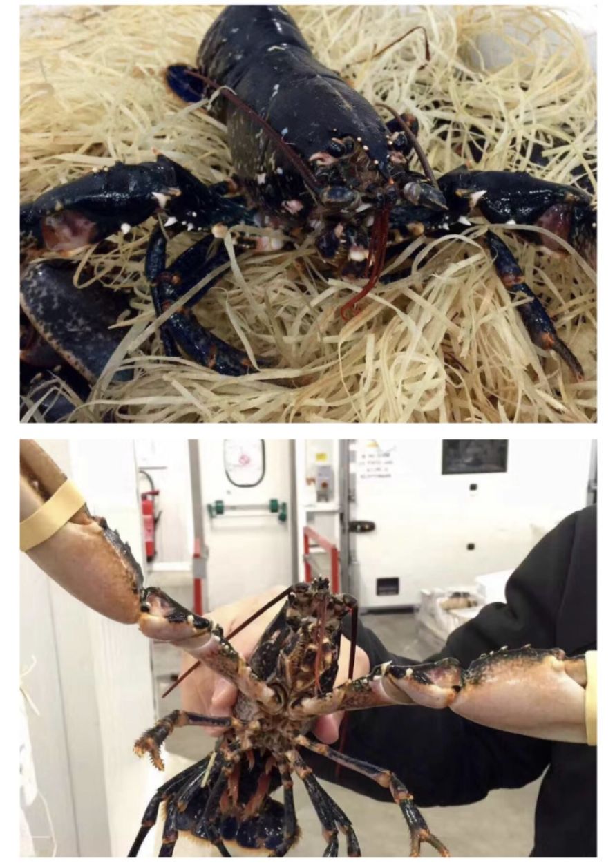 生鲜果蔬配送商城长春,全球顶级水果生鲜配送