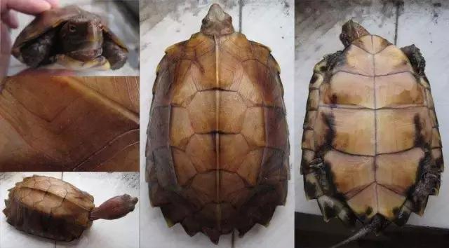 八角灵龟是不是保护动物,锯缘龟八角灵龟