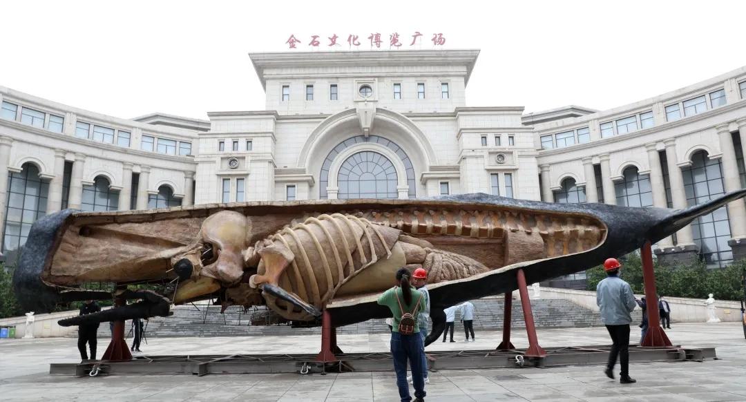 大连座头鲸标本,大连标本制作工厂